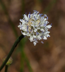 Cephalaria joppensis