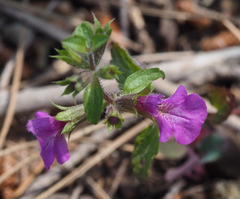 Stachys neurocalycina