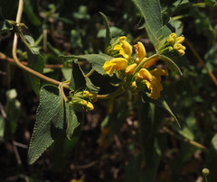 Phlomis viscosa