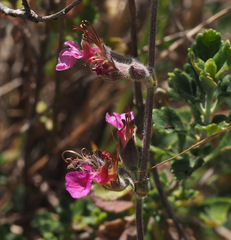 Teucrium divaricatum