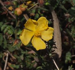 Fumana arabica