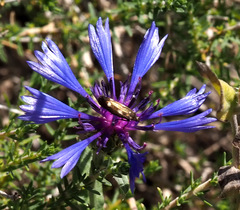 Centaurea cyanoides