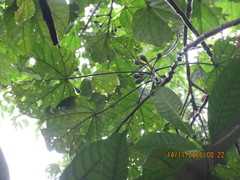 Hampea nutricia
