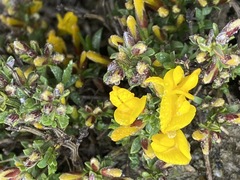 Genista depressa