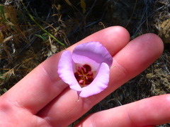 Calochortus catalinae