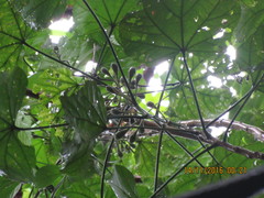 Hampea nutricia