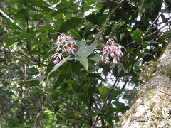 Clerodendrum trichotomum
