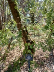 Podocarpus nubigenus