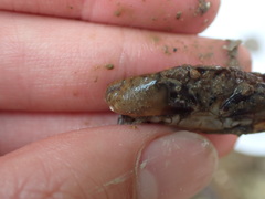 Epixanthus frontalis