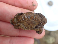 Epixanthus frontalis