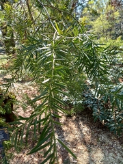 Podocarpus nubigenus