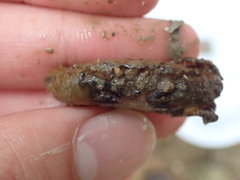 Epixanthus frontalis