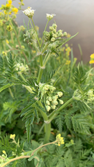 Anthriscus sylvestris
