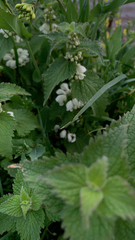 Lamium album