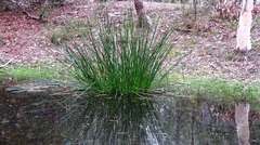 Eleocharis sphacelata