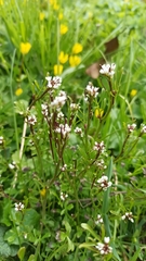 Cardamine hirsuta