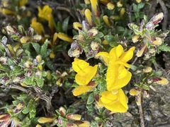 Genista depressa