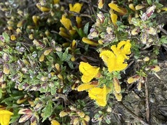 Genista depressa