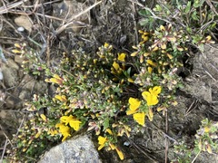 Genista depressa