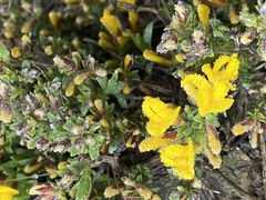 Genista depressa