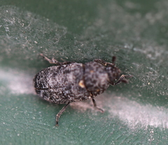 Dermestes murinus