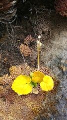Primula rotundifolia