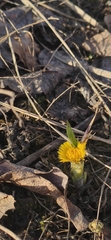 Tussilago farfara