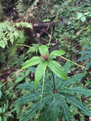 Paris polyphylla stenophylla