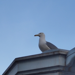 Larus argentatus