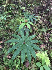 Paris polyphylla stenophylla