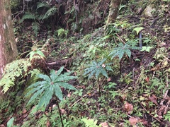 Paris polyphylla stenophylla