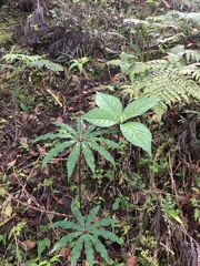 Paris polyphylla stenophylla