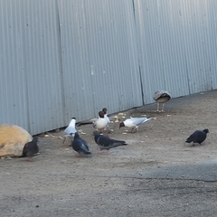 Chroicocephalus ridibundus