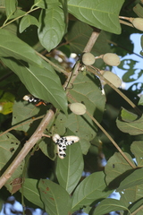 Hampea platanifolia