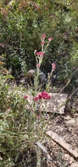 Helichrysum sanguineum