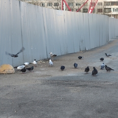 Columba livia domestica