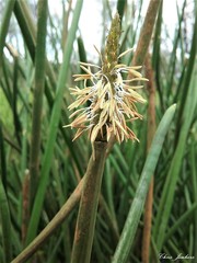 Eleocharis sphacelata