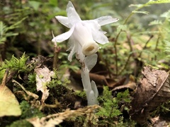 Monotropastrum humile glaberrimum