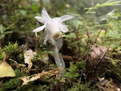 Monotropastrum humile glaberrimum