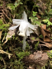 Monotropastrum humile glaberrimum