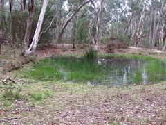 Eleocharis sphacelata