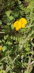 Lotus longisiliquosus