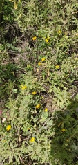 Lotus longisiliquosus
