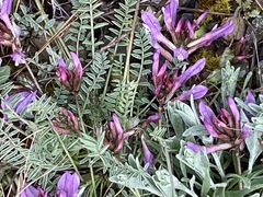 Astragalus suprapilosus