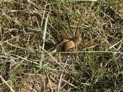 Neosparassus patellatus