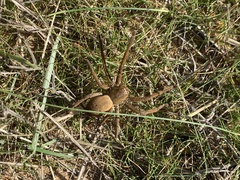 Neosparassus patellatus