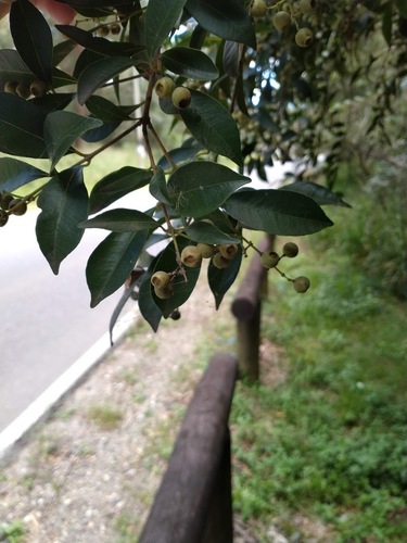Syzygium smithii