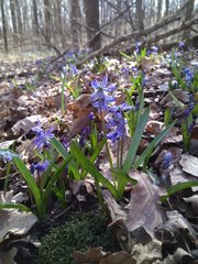 Antherospora scillae