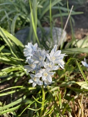 Puschkinia