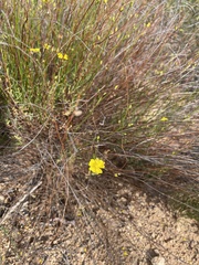 Crocanthemum aldersonii